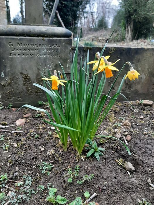 Early daffodils by the chapel